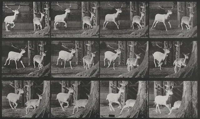 Stills In Motion wallpaper: Deer Galloping 1887